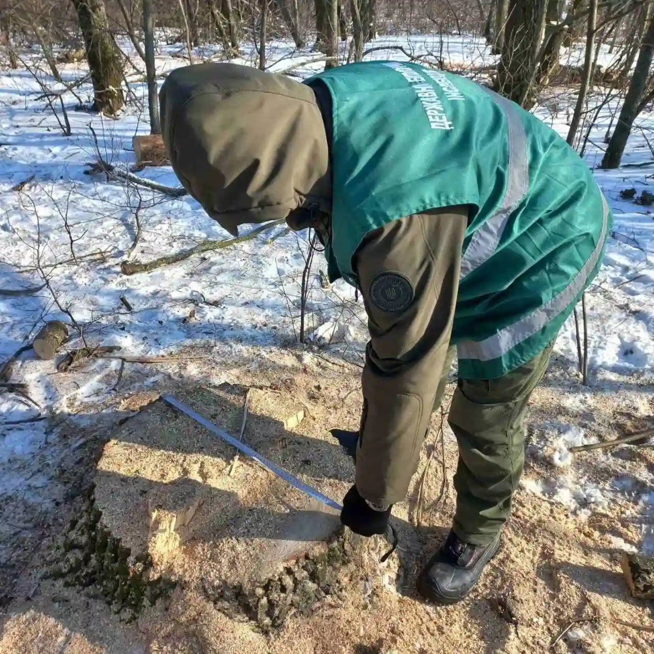 Мільйонні збитки через сокиру: на Прилуччині нищили захисні лісосмуги