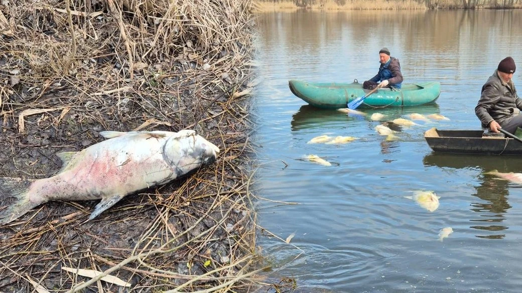 Екологічне НП у Мені: поліція встановлює причини масового мору риби