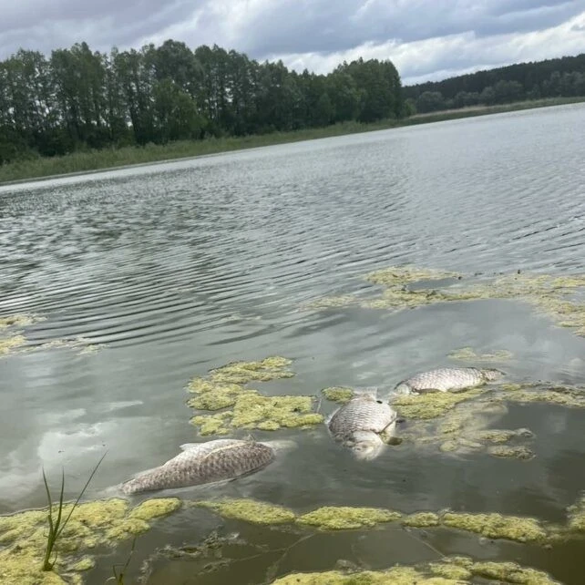 Екологічна катастрофа на річці Пакулька: масова загибель риби