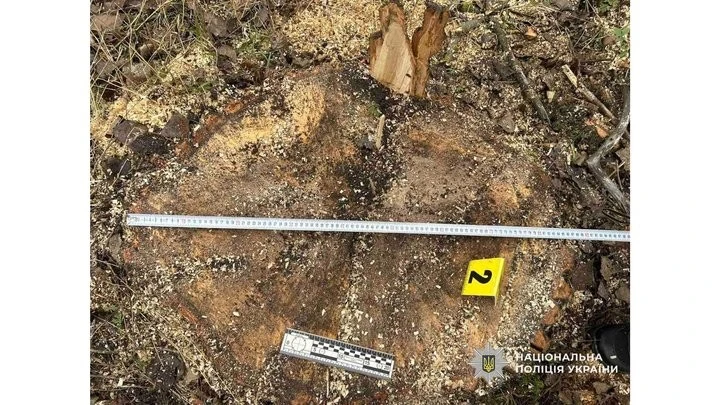 Вертіївська громада отримає майже 760 тисяч гривень за знищені дерева: суди на Чернігівщині покарали двох чоловіків
